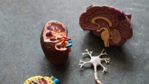 model of a kidney